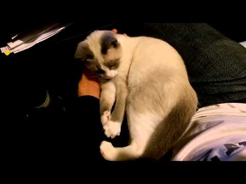 Kitten plays with his own tail