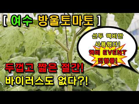 [전남 여수] 짧은 절간! 바이러스는 없다! 액비는 오직 선두바이오제품만 사용!