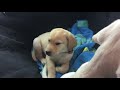 Lucky The Labrador Retriever Puppy Yawning After His Nap