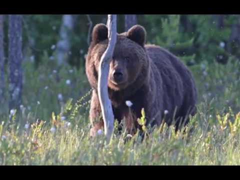 Petra David Bear Attack