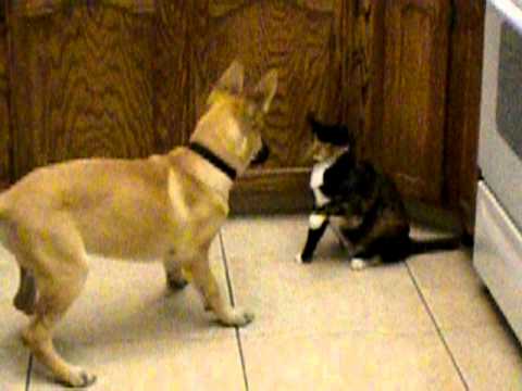 A éste gato no le gusta jugar con cachorros