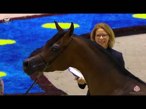 N 67 AJ TARIM   Dubai Arabian Horse Show 2020   Mares 4 6 Years Old Class 5