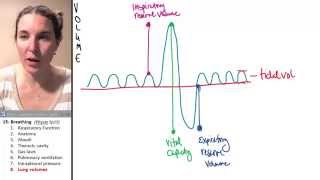 Breathing 8- Lung volumes