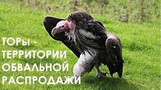 ТОРы - Территории Обвальной Распродажи