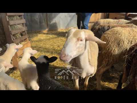 "600 dele, 120 dhi e 30 lope"/ Njihuni me Izmir Hajredini nga Livoqi i cili ne ferme punon me...