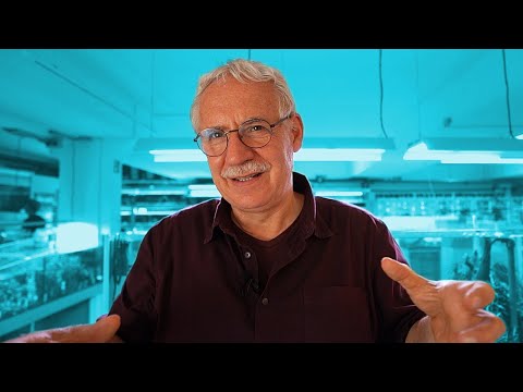 Wels Spezial Teil 2 - Aquarium Fisch Unboxing 📤