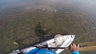 Tailing Hardhead Catfish (no joke)