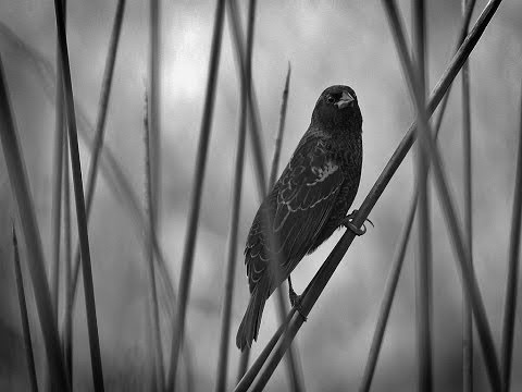 download lagu mp3 mp4 The Darkling Thrush Theme, download lagu The Darkling Thrush Theme gratis, unduh video klip The Darkling Thrush Theme