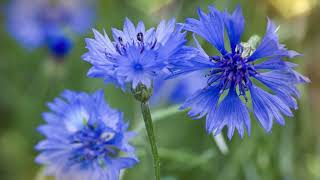 Le bleu des bleuets
