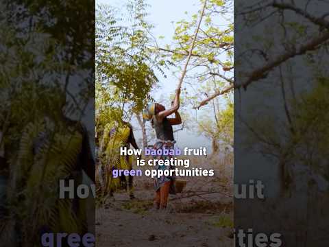 From baobab fruit to green jobs