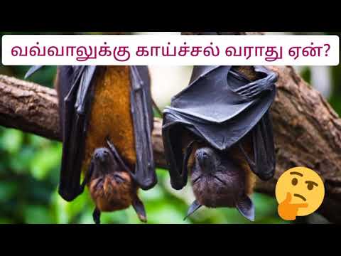 why don't bats get sick?