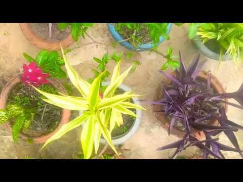 Flowers 💐// Rupali Rongpharpi//Karbi  Videos//