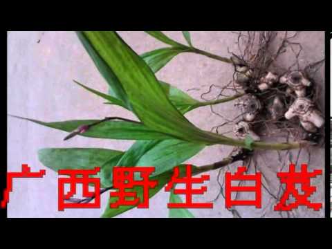 白芨的功效与作用, 中药白芨的作用, 中药白芨的用途