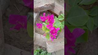 nothing is permanent here. everything is mortal. #hindisong #bollywood #movie #song #forgottenstars