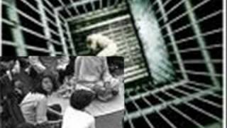 palo borracho CALLEJEROS