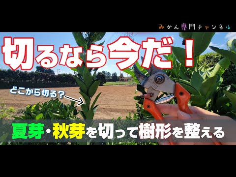 みかんの木 植物