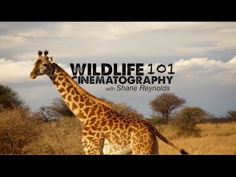 WILDLIFE CINEMATOGRAPHY 101 with Shane O