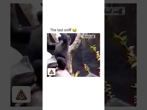 The last Sniff 💩🐒 #shorts #funny #comedy #animals