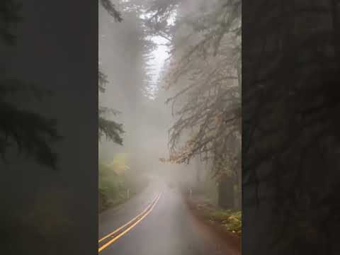 foggy forest after rain #foggy #foggyweather #foggyforest #afterrain #rain #forest
