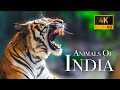 India Wildlife In 4K Amazing Scenes Of India S Animals Scenic Relaxation Film