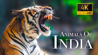India Wildlife In 4K - Amazing Scenes Of India's Animals | Scenic Relaxation Film
