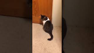 Dick the Cat - Being Uncooperative for the Camera