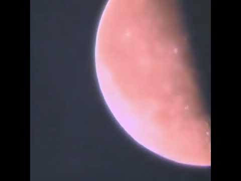 N-A FortNight x DamesNotDead - The Constant Gardner