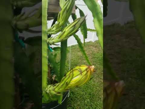 Red Jaina and Natural Mystic Dragon Fruit opening tonight for cross pollination.