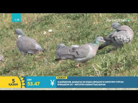 Көгершін туралы қызықты деректер
