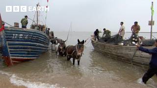 Making Room For Wildlife In Earth's Most Crowded Country | FULL EPISODE | Wild China | BBC Earth