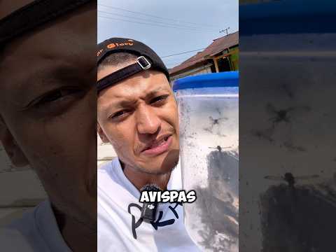 El Tumba Avispas Es ETERNO 🐝👆🏻