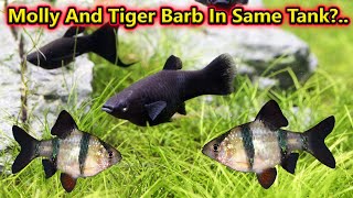 Molly And Tiger Barb இந்த இரண்டு மீனையும் ஒன்றாக போடலாமா?  In Same Tank? / Fish Aquarium Tamil