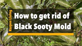 Getting rid of Black Sooty Mold!