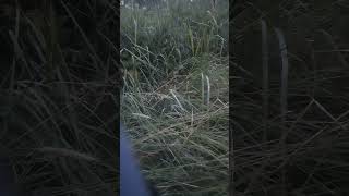 ani difranco - icarus - kim the two headed polyphemus