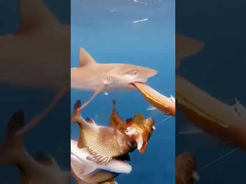 Ataque de tubarão pesca submarina #Shorts