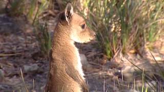 Untamed Australia episode 11 (Documentary)