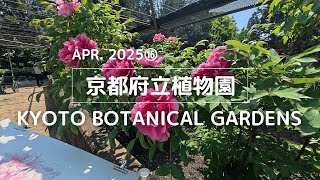 【2025年4月⑯】京都府立植物園を歩く【ぼたん・しゃくやく園 ボタン編】| I walk around the Kyoto Botanical Gardens