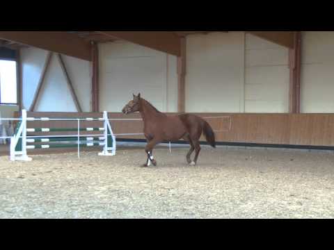 Araldik x Balou de Rouet *2011 Freispringen Pritzhagen 14.02.2015