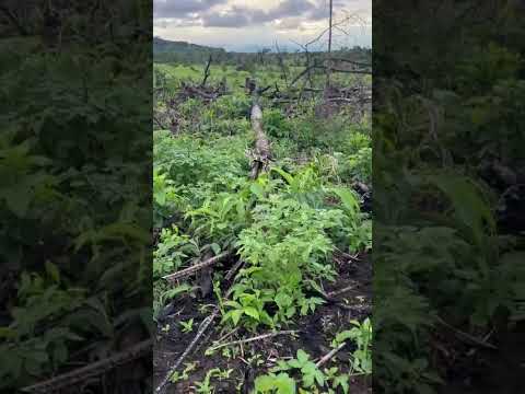 Deforestación por ganadería extensiva en vista hermosa - Meta