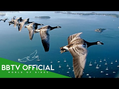 The Secrets of Migratory Birds You Won’t Believe Actually Exist! | Documentary | BBTV Official