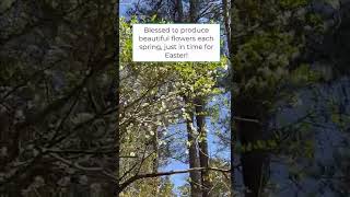 👉 The Legend of the Dogwood (Easter) 🐤🐣