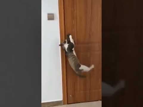 #cute #short #shorts #shorts #adeel #adeel #subscribe #youtubeshorts