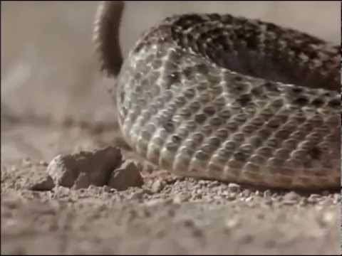 download lagu mp3 mp4 Holes Monologue, download lagu Holes Monologue gratis, unduh video klip Holes Monologue