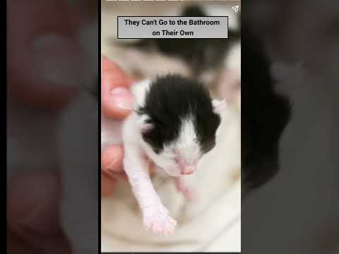 Interesting Facts About Newborn Kittens