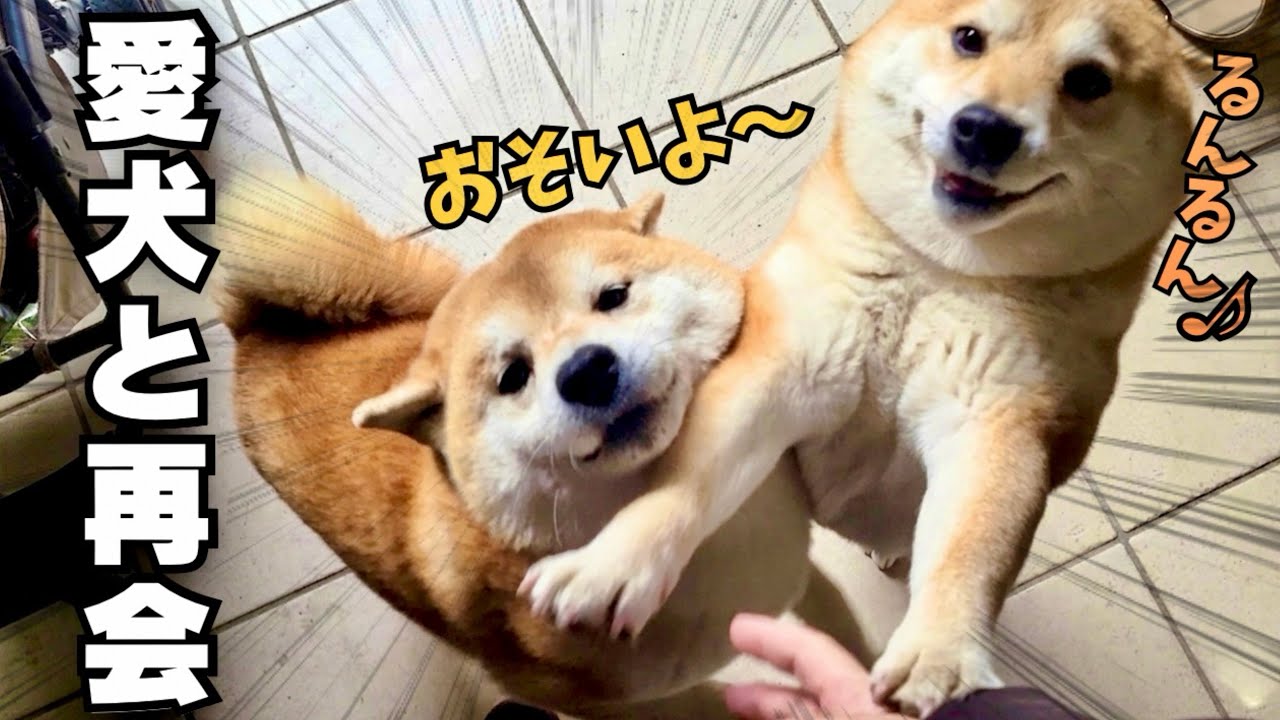 【愛犬と再会】帰宅する度、文句が止まらない柴犬と耳がなくなる妹柴犬