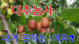 대추농사 생각보다  일이 많아서  엄두도  못내겠네