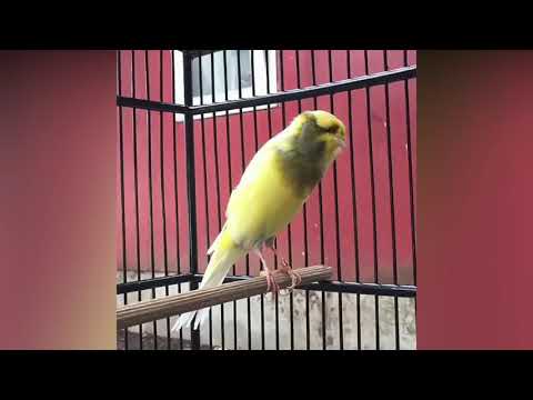 Best Canary Singing - Your canary Will sing in 25 minutes