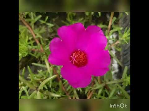 Time flowers/ mosrose