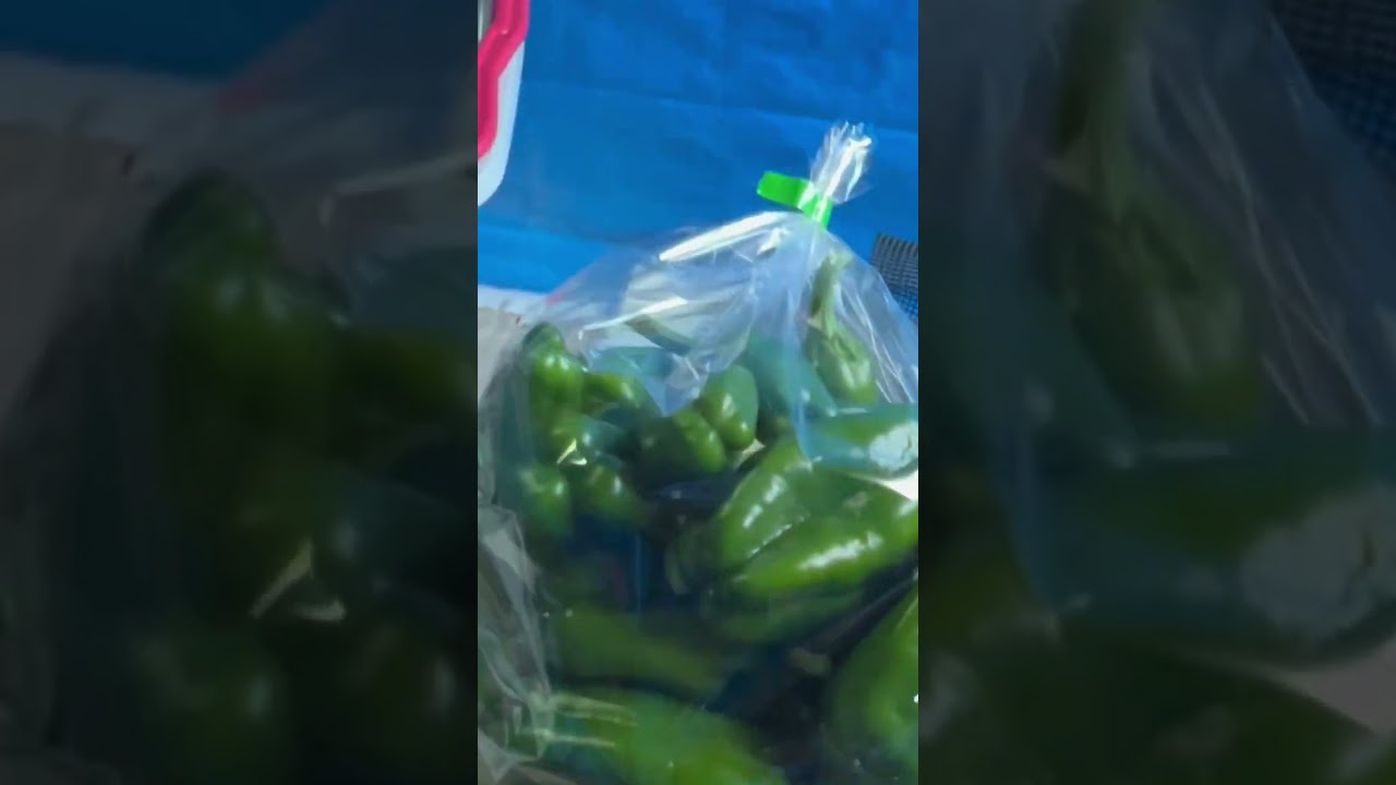 なすとピーマンの収穫出荷 #直売所#くりでん#野菜