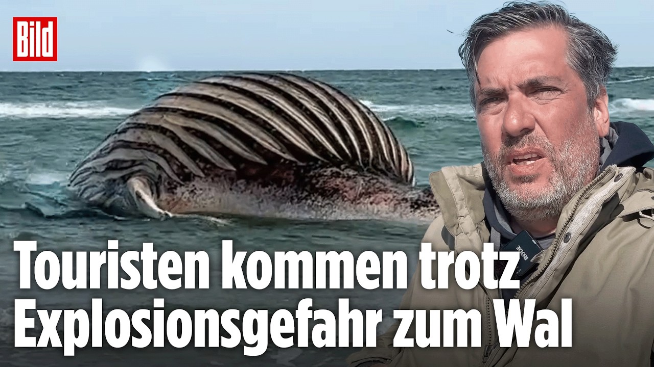 ANHOLT: Touristen nähern sich dem toten Buckelwal! Viele unterschätzen die Gefahr